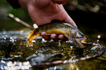 The Fish We’re Most Thankful For