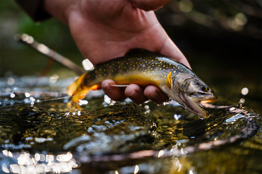 close up of a native brook trout being held out of the water