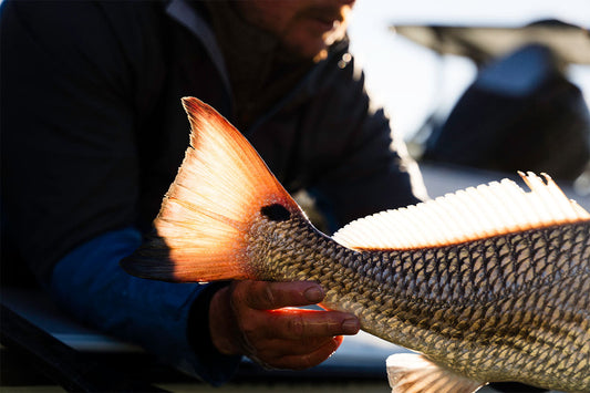 Fly angler holding a redfish and showing off his tail backlight by the morning sun